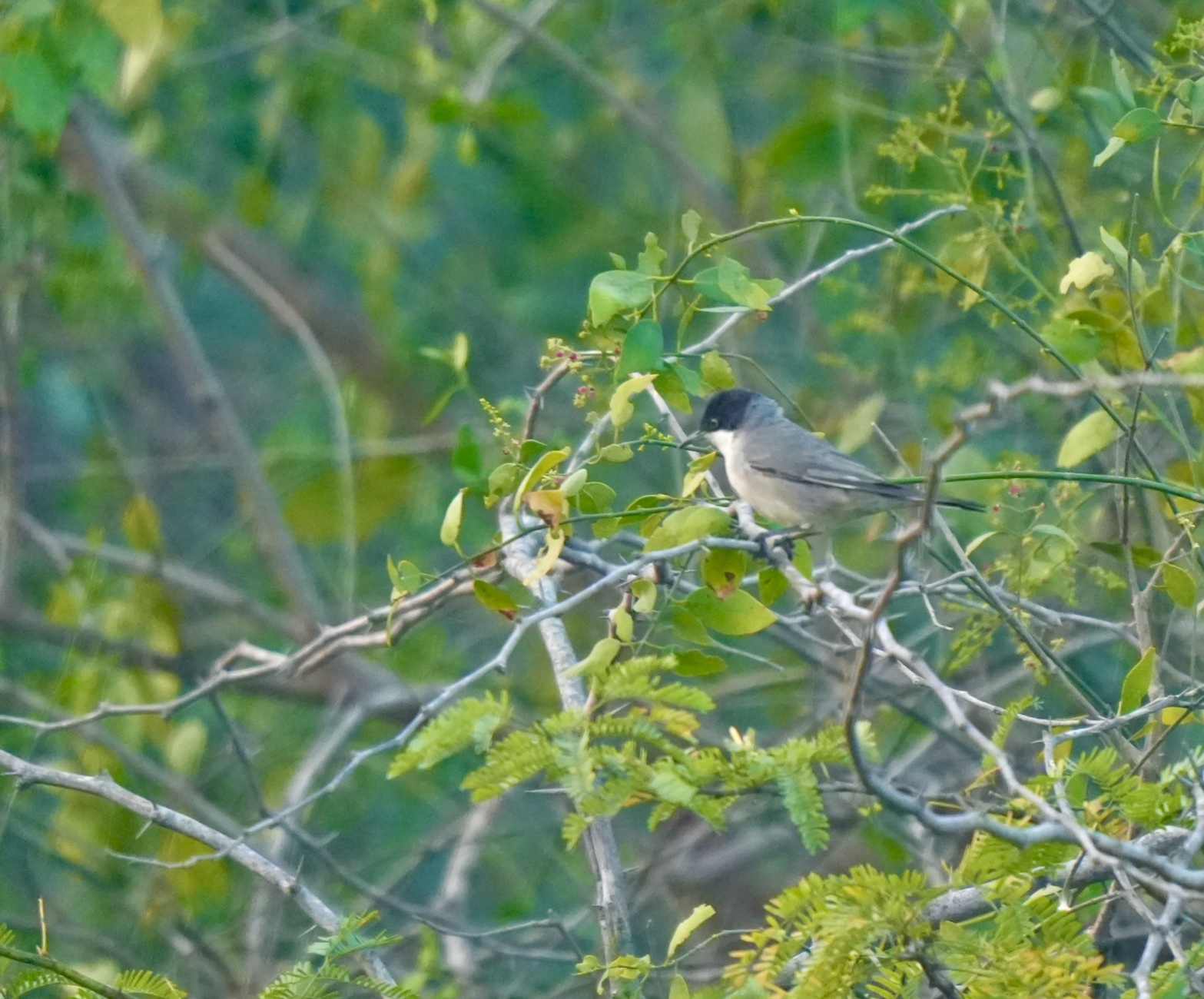 Orphean Warbler