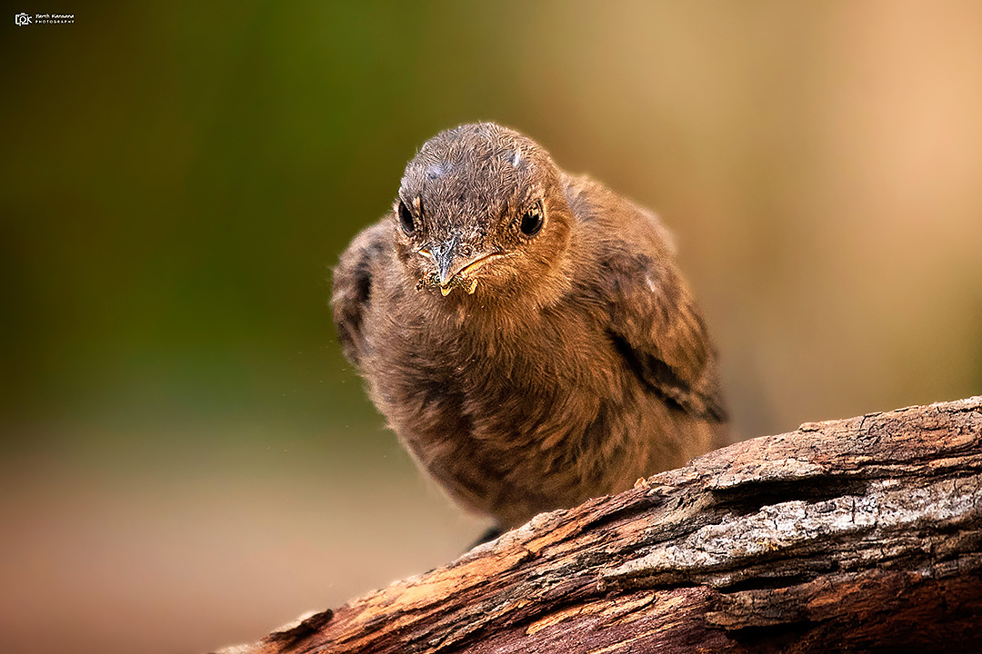 Brown Rock-chat