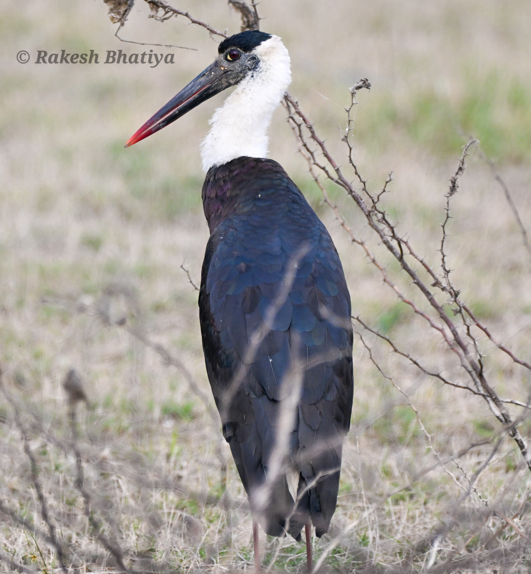 Woolly-necked Stork