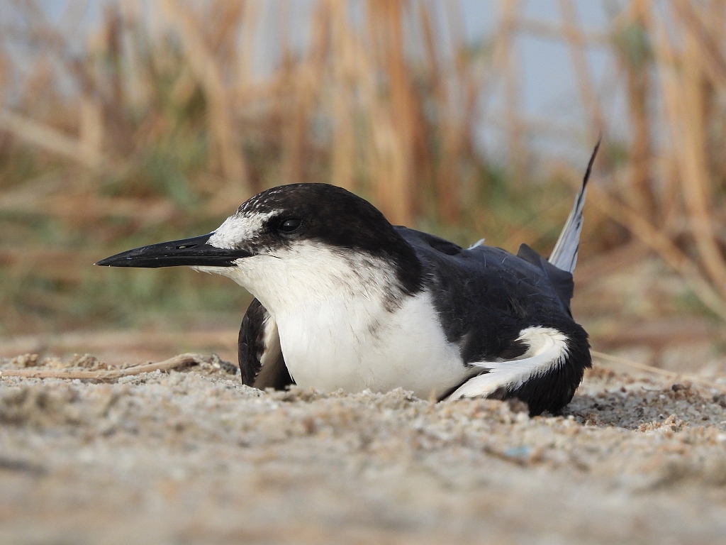 Sooty Tern 