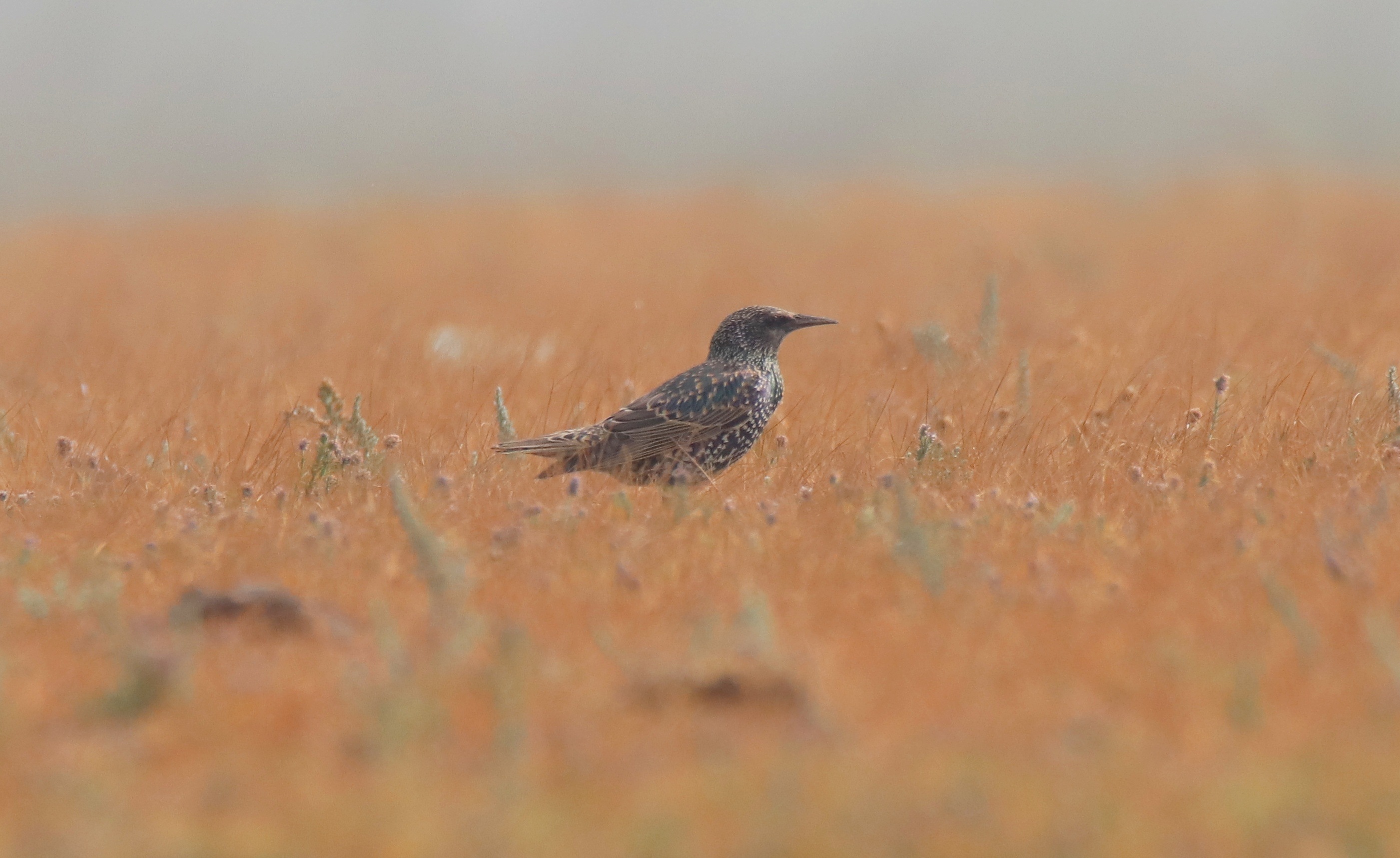 Common Starling