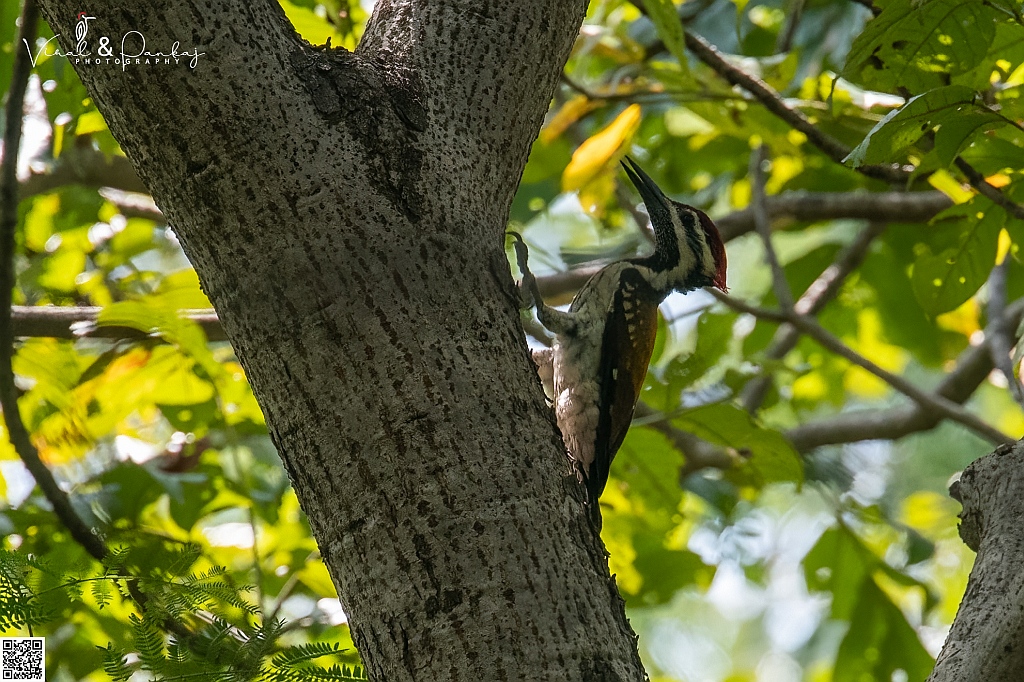 Black-rumped Flameback