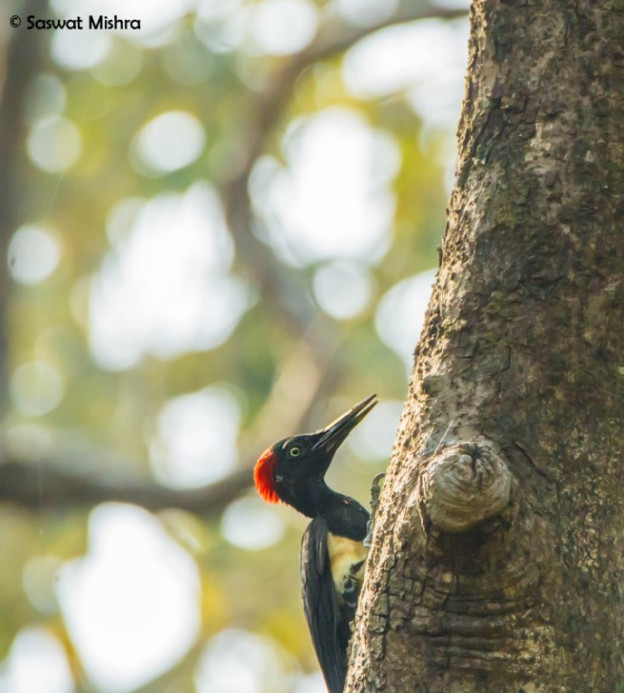 White-bellied Woodpecker