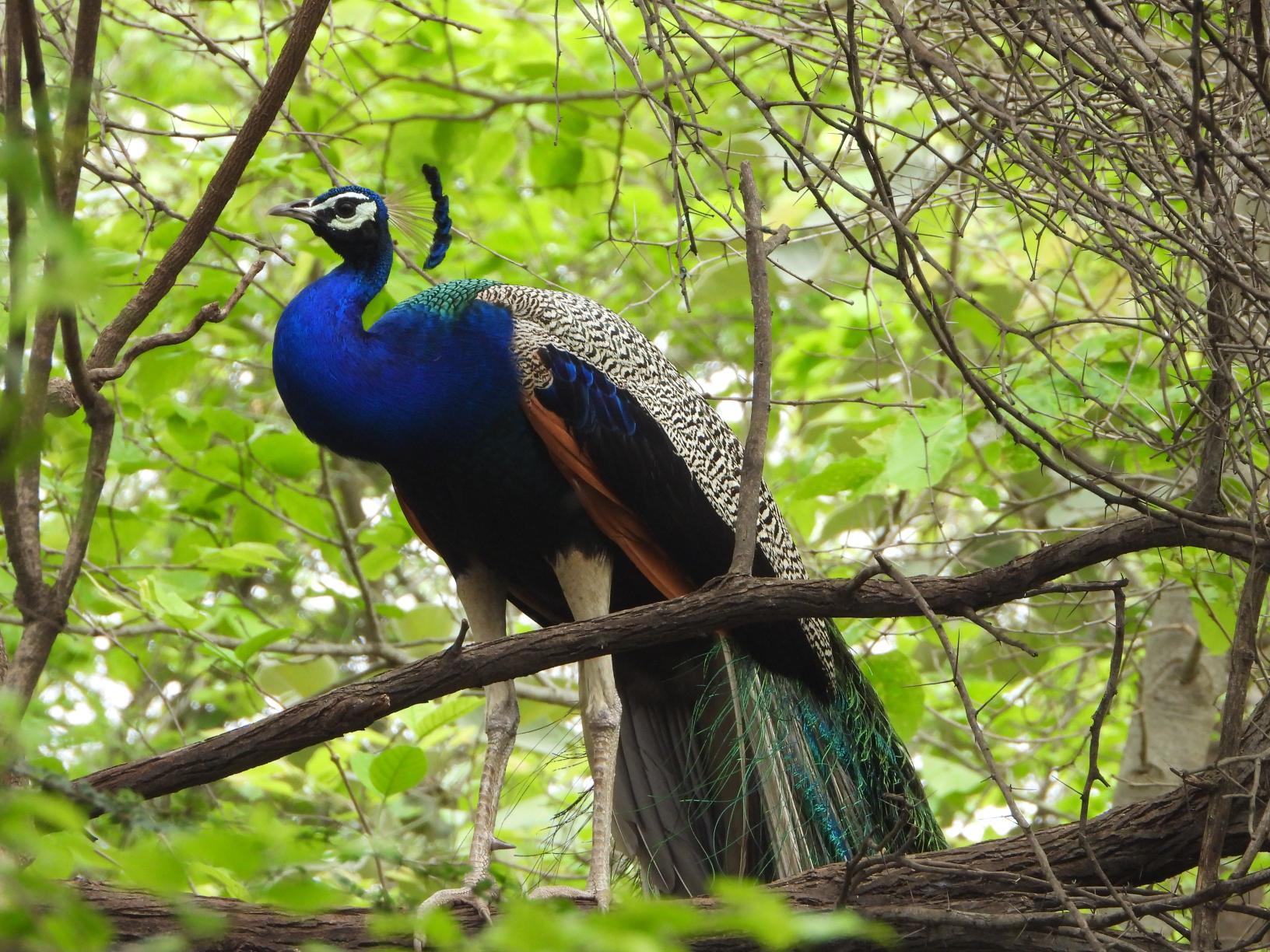 Indian Peafowl