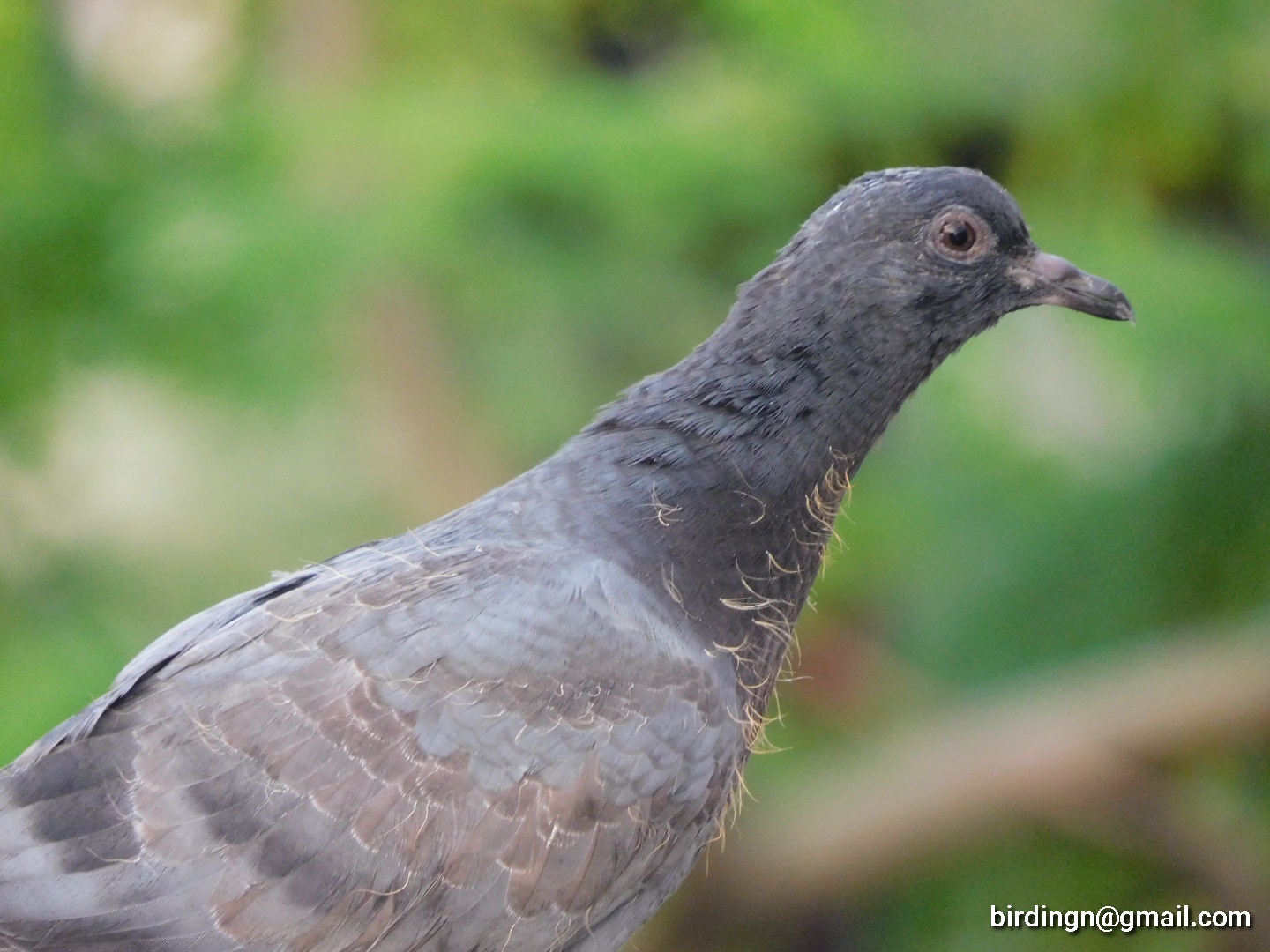 Rock Pigeon