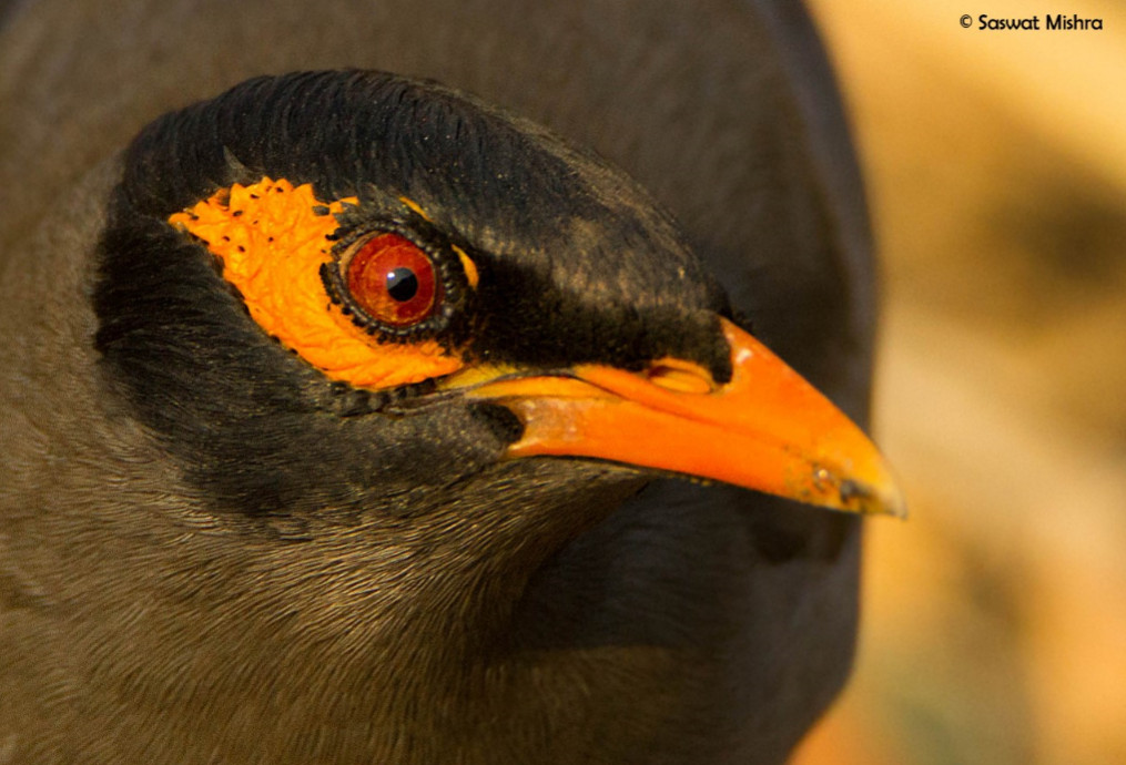 Bank Myna