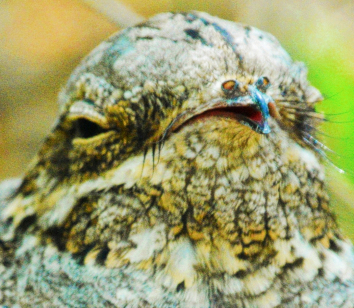 European Nightjar