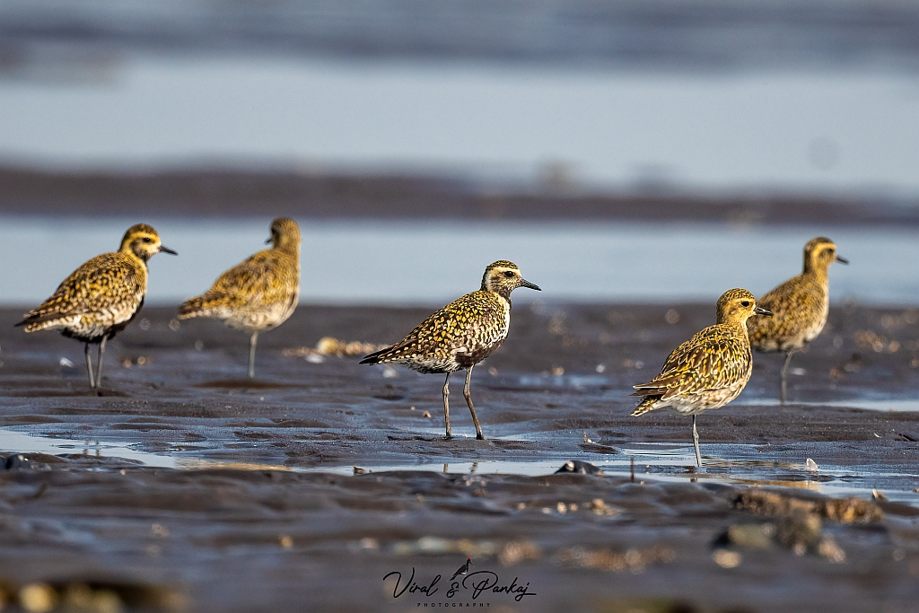 Pacific Golden Plover