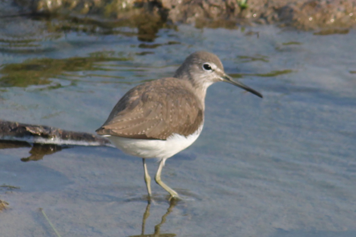 Green Sandpiper