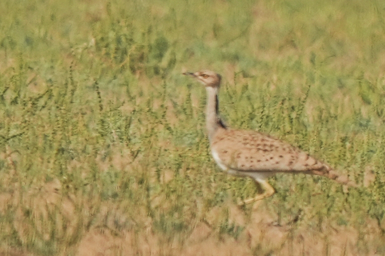 MacQueen's Bustard