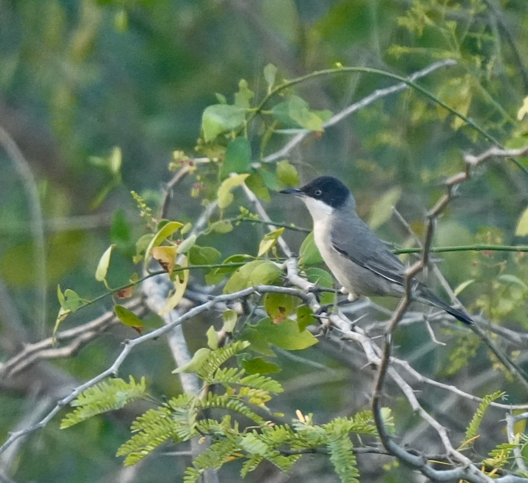 Orphean Warbler