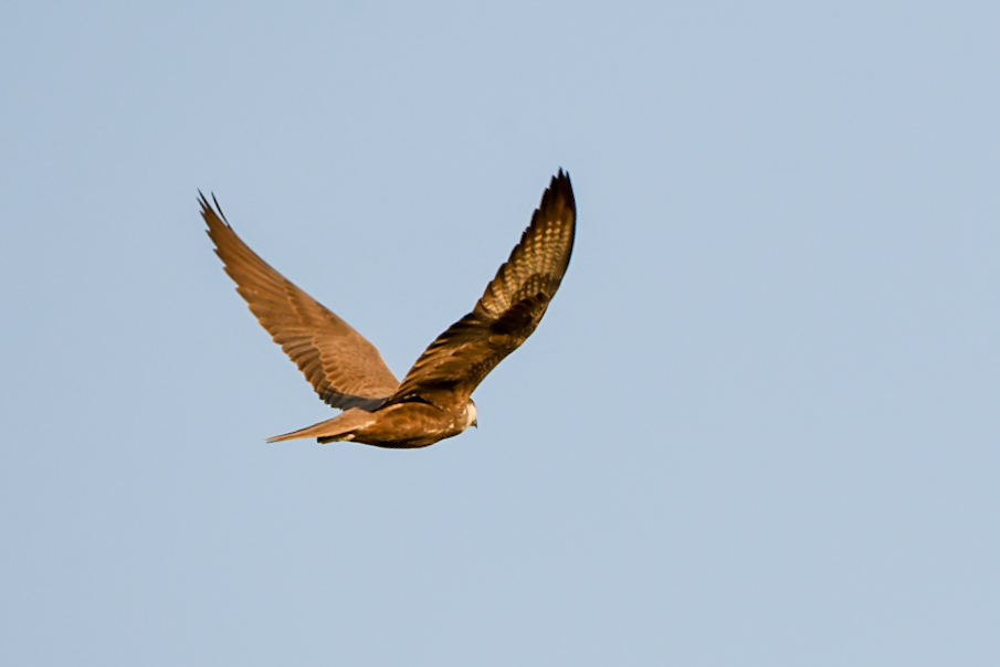 Laggar Falcon
