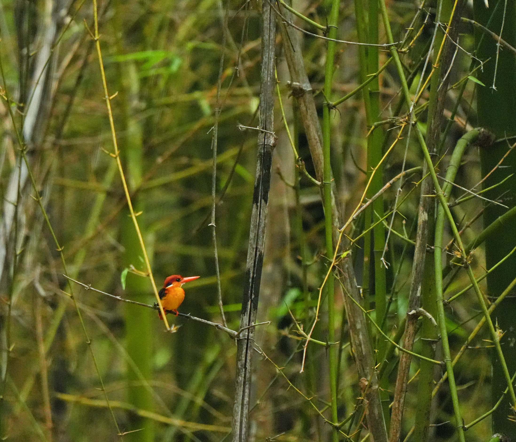 Oriental Dwarf Kingfisher