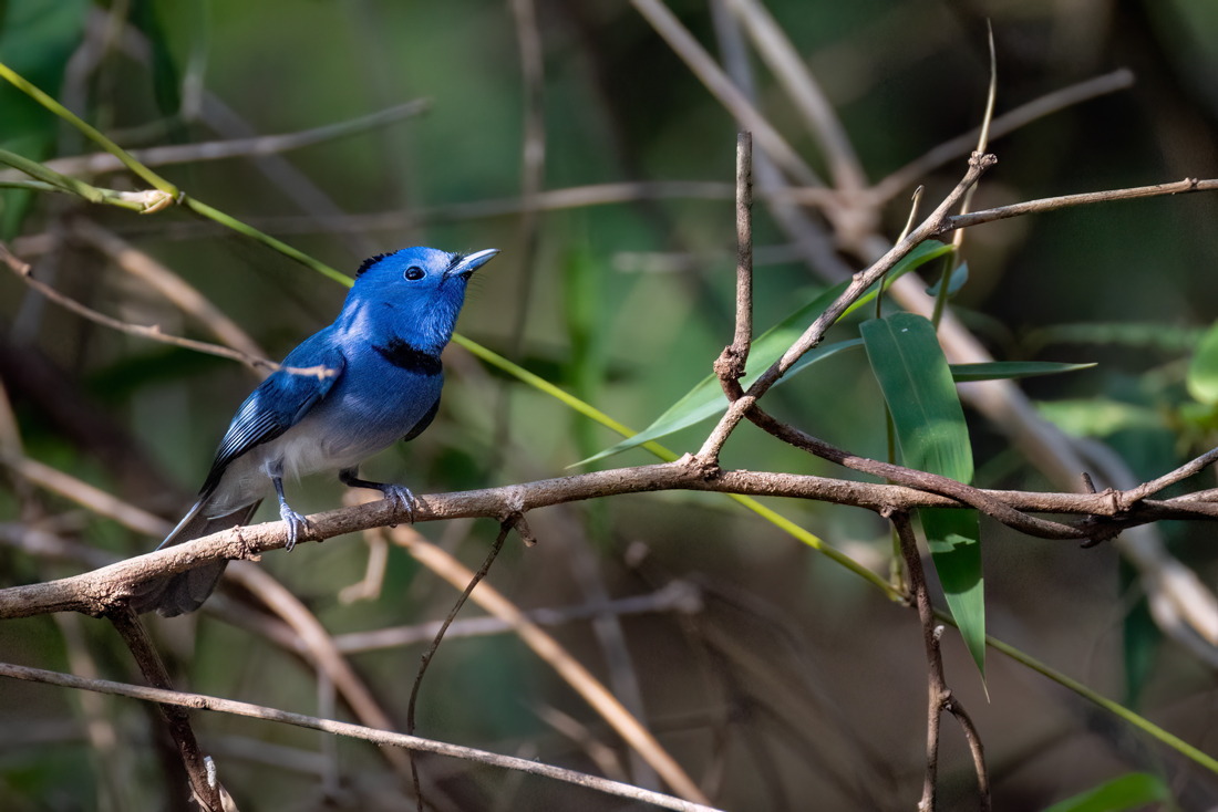 Black-naped Monarch