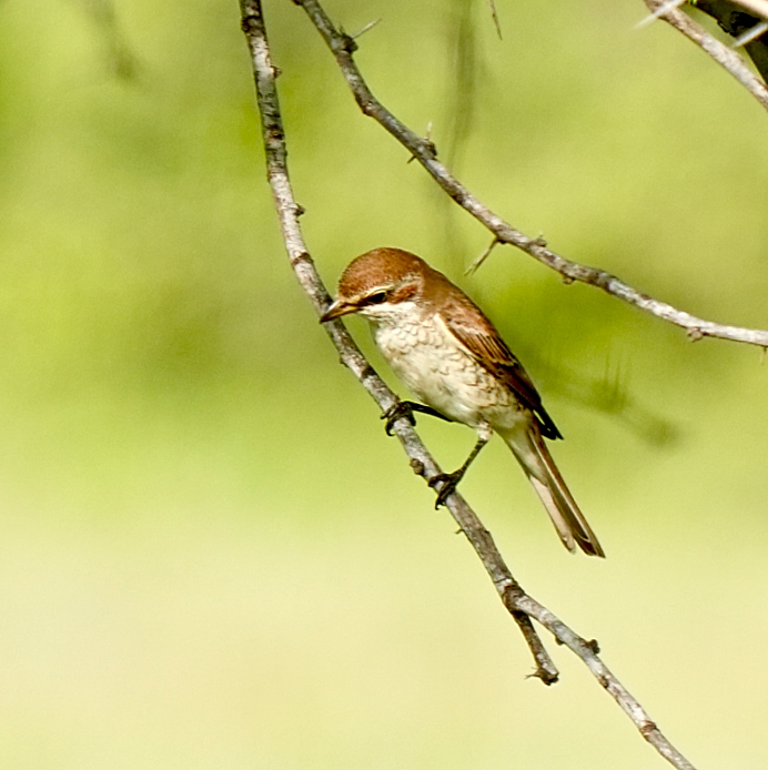 Red-tailed Shrike