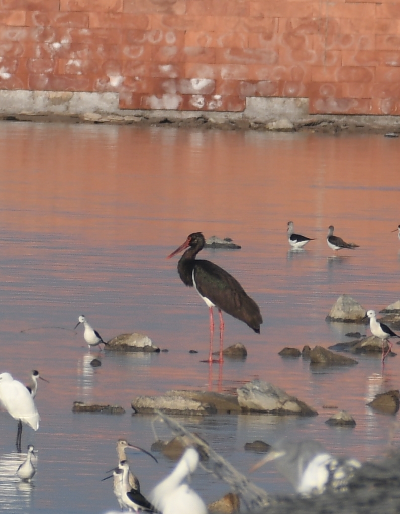 Black Stork