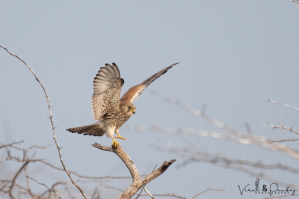 Lesser Kestrel