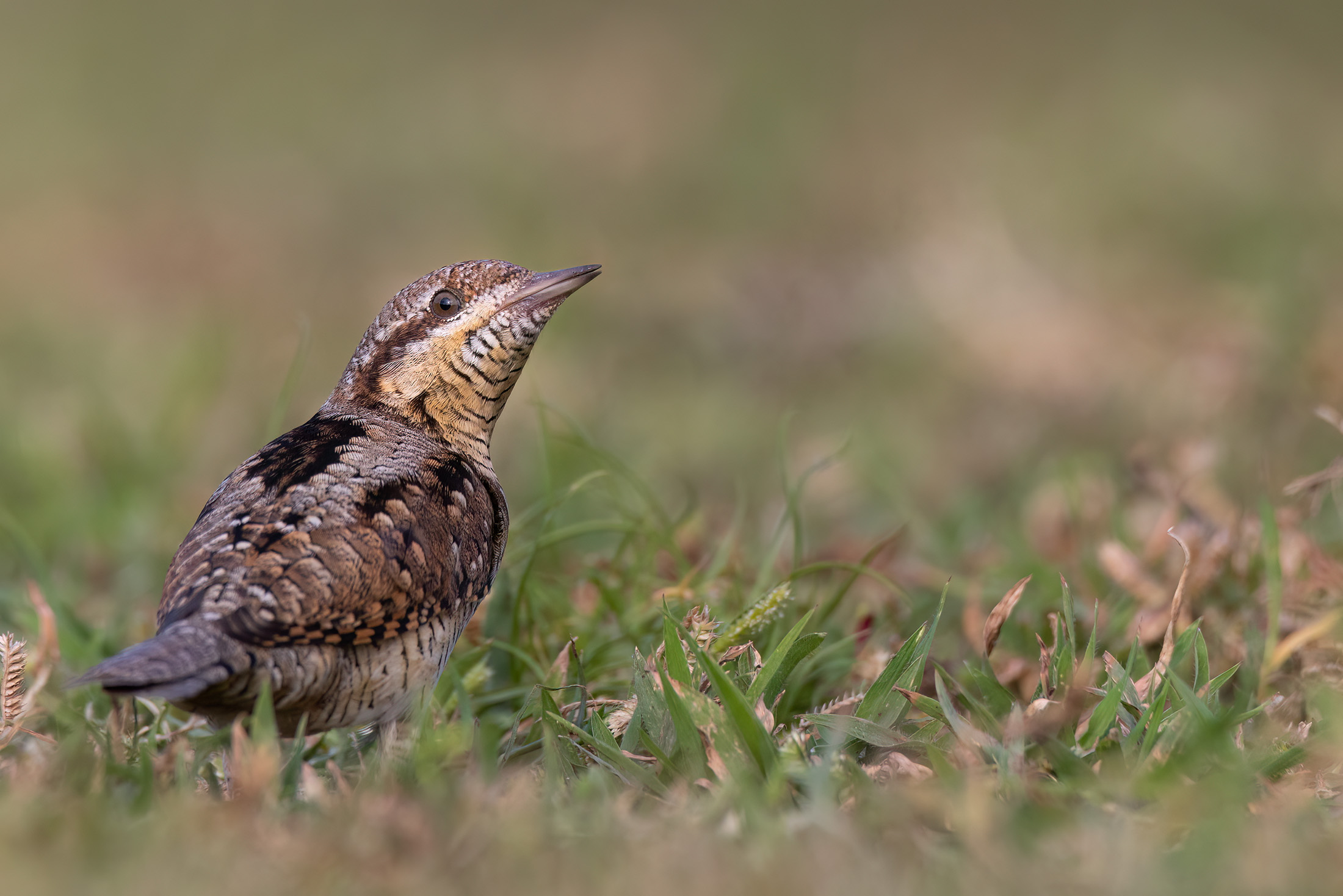 Eurasian Wryneck