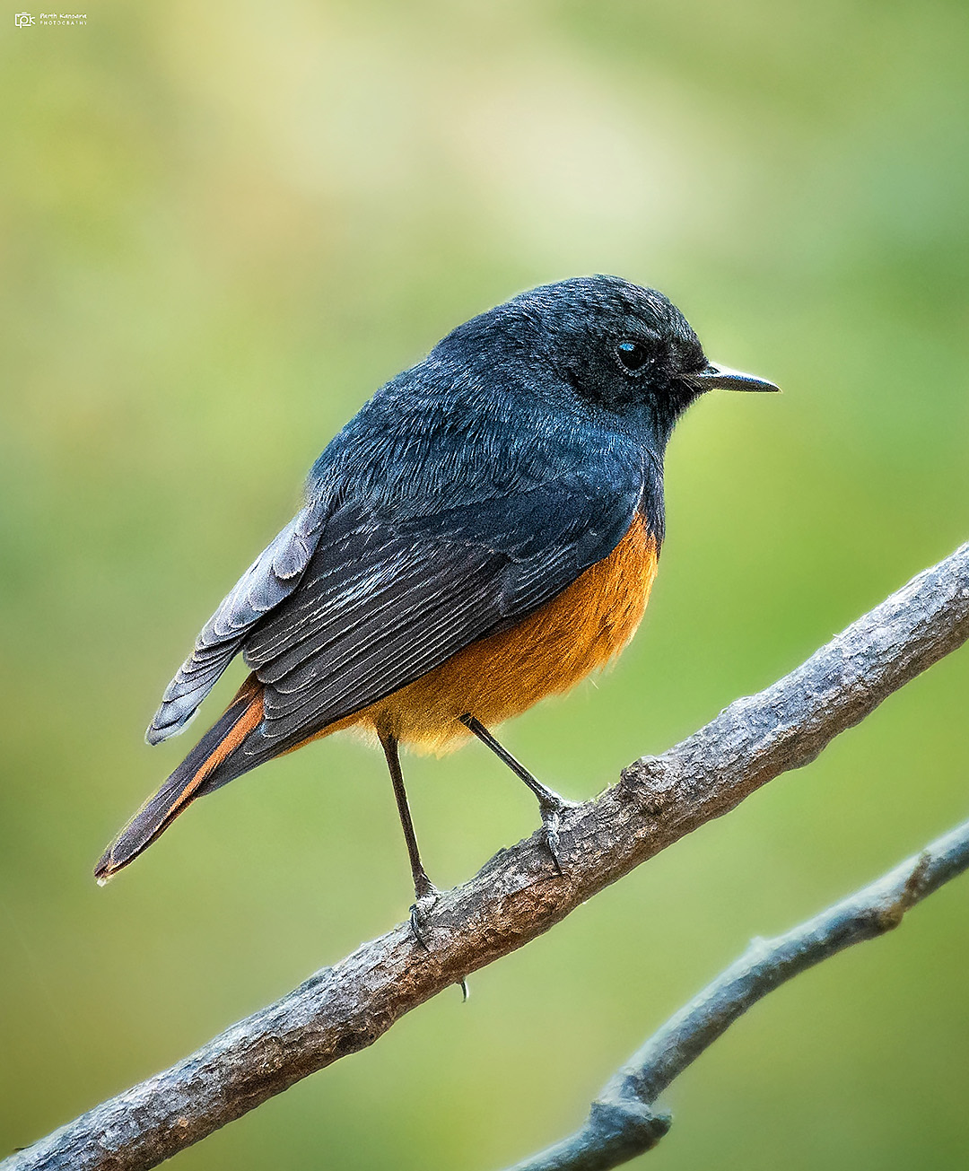 Black Redstart