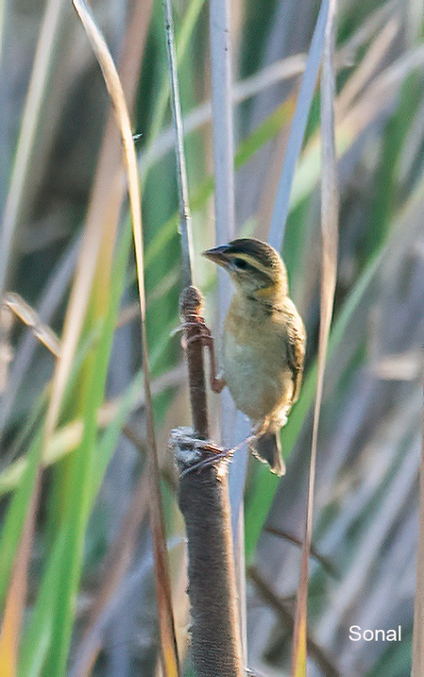 Black-breasted Weaver