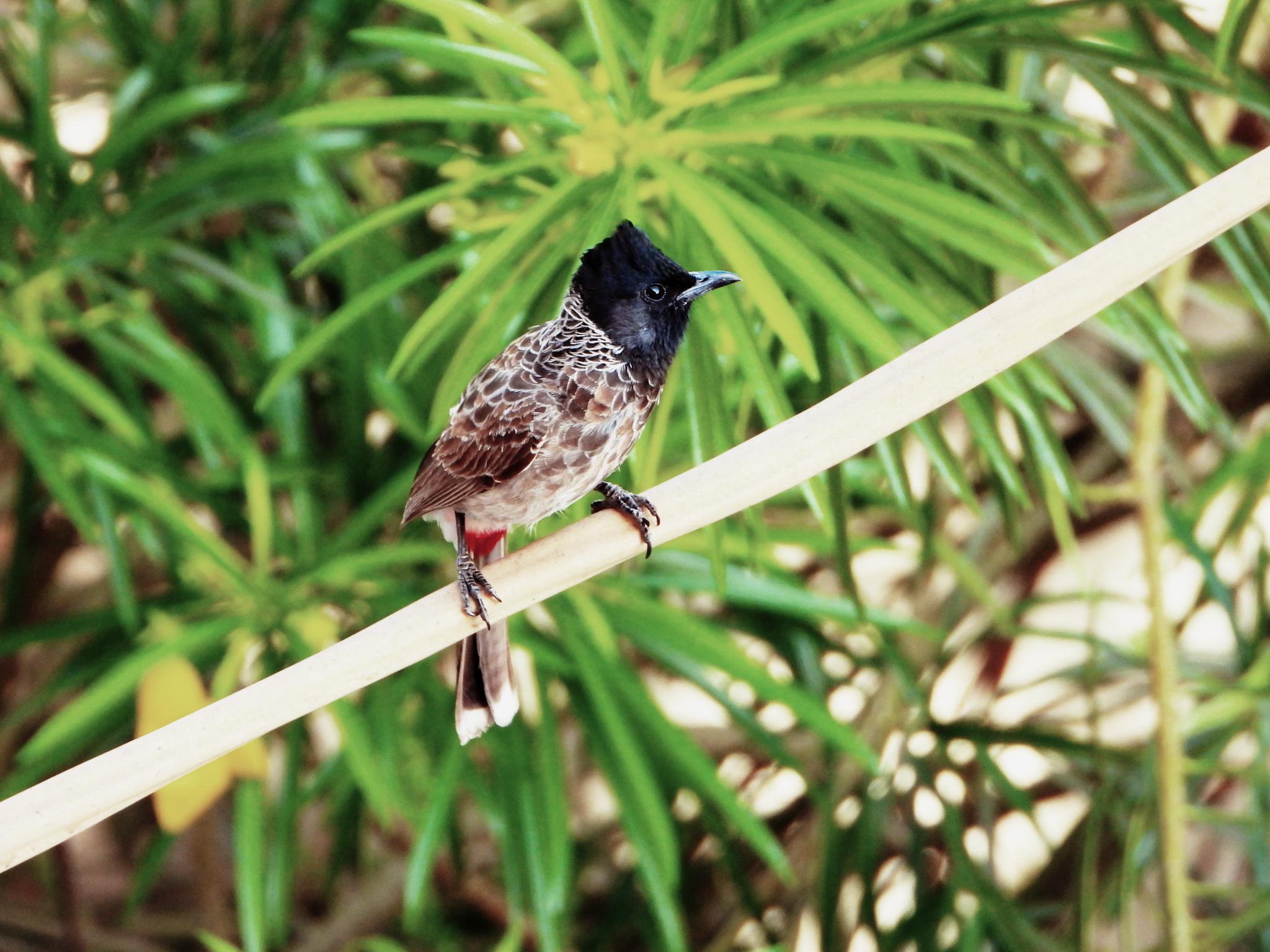 Red-vented Bulbul