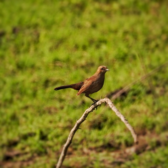 Brown Rock-chat