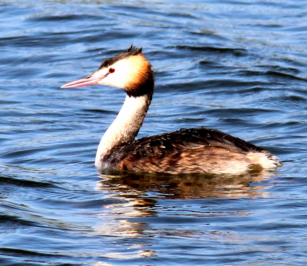 Great Crested Grebe