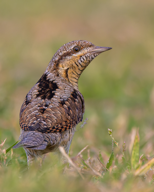 Eurasian Wryneck