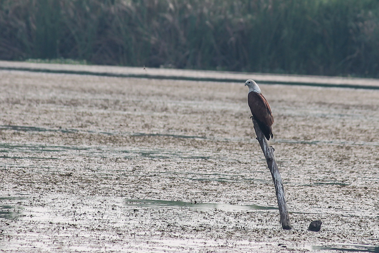 Brahminy Kite