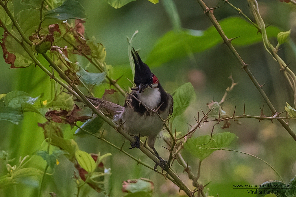 Red-whiskered Bulbul