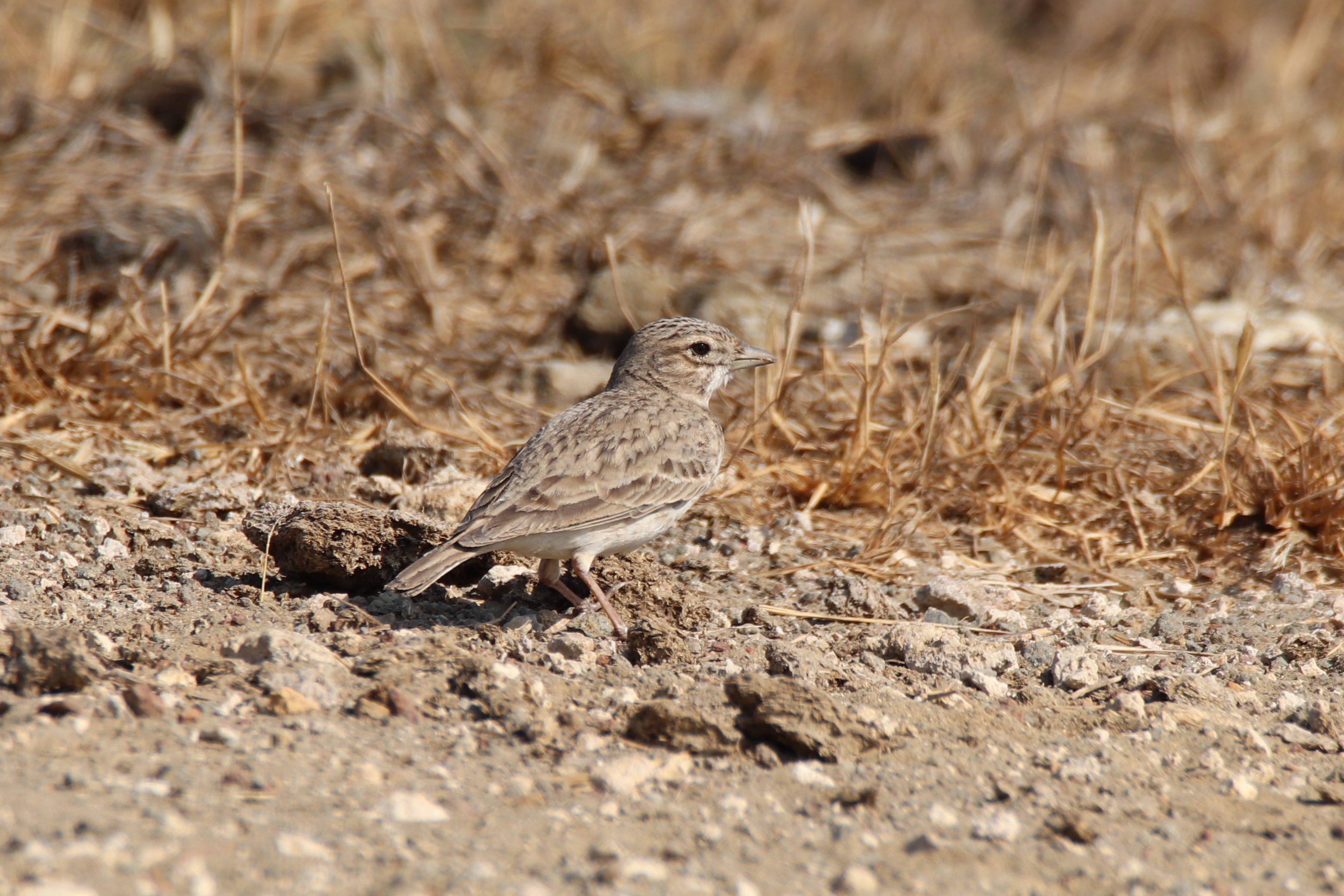 Sand Lark
