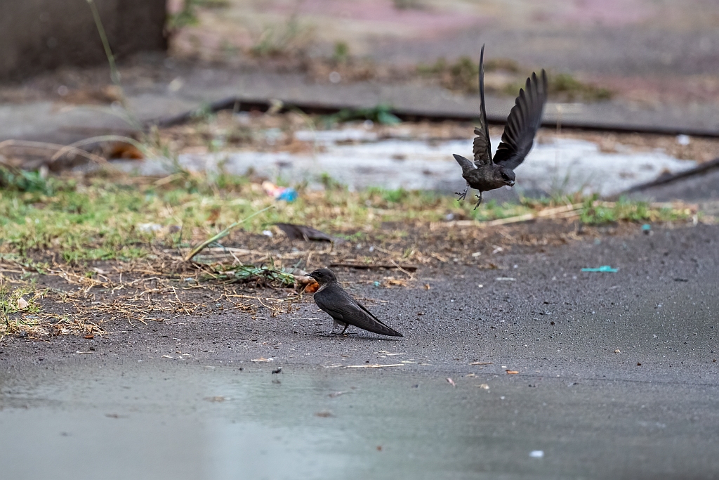 Dusky Crag Martin