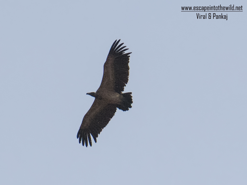 Long-billed Vulture