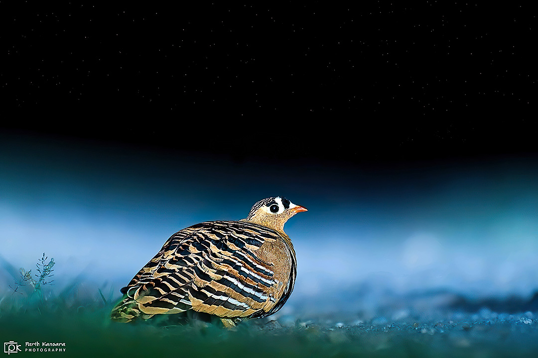 Painted Sandgrouse