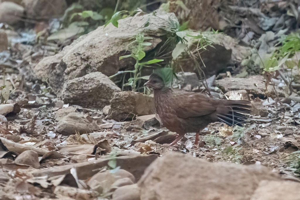 Red Spurfowl