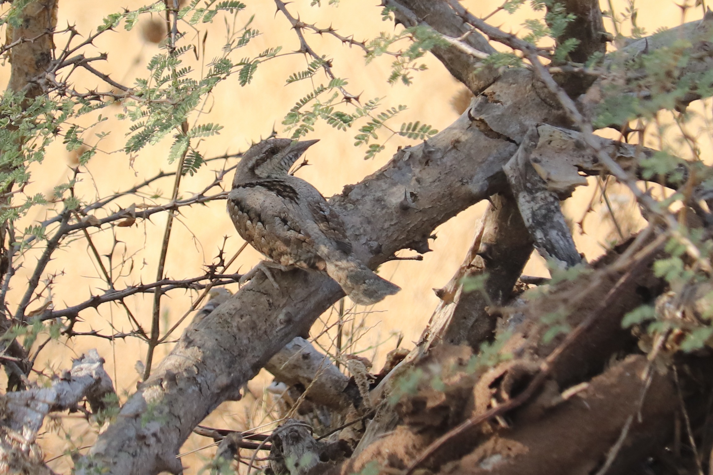 Eurasian Wryneck