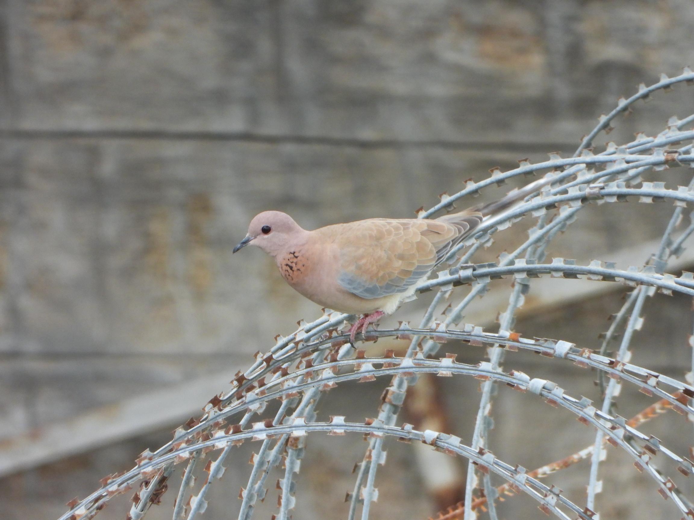 Laughing Dove
