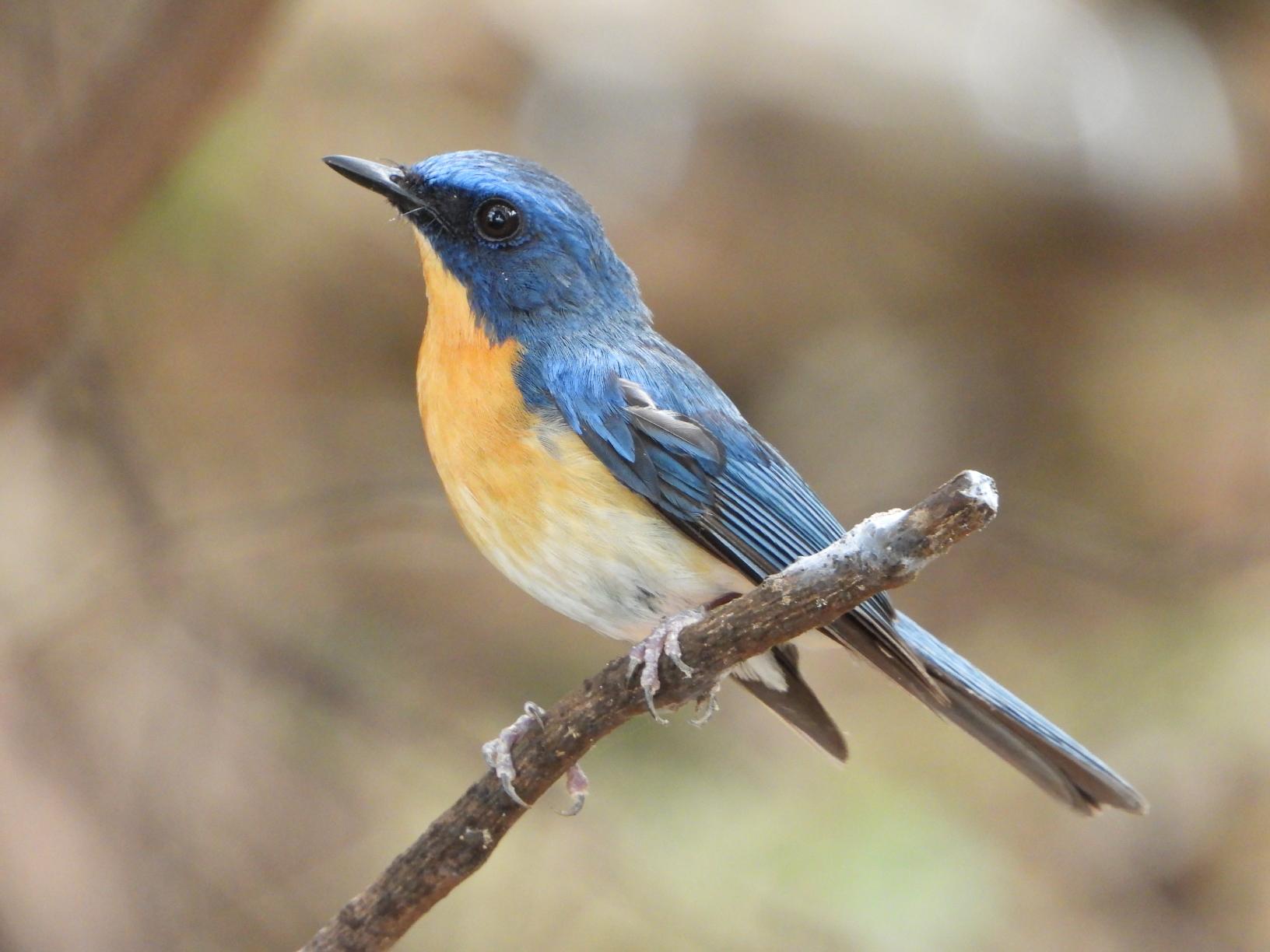 Tickell's Blue Flycatcher
