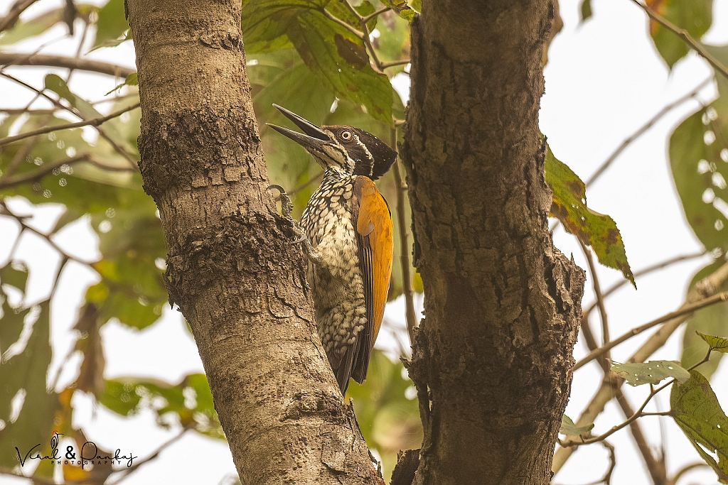 Greater Flameback