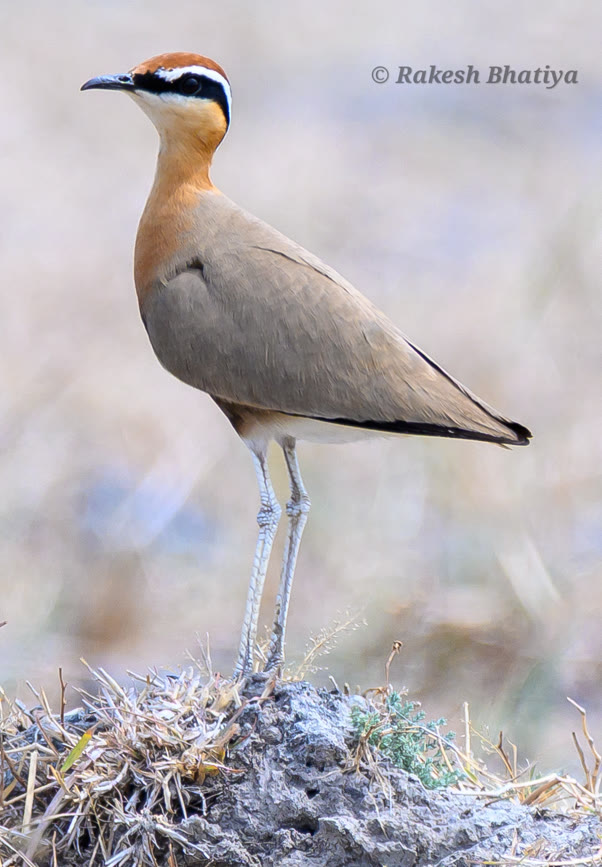 Indian Courser