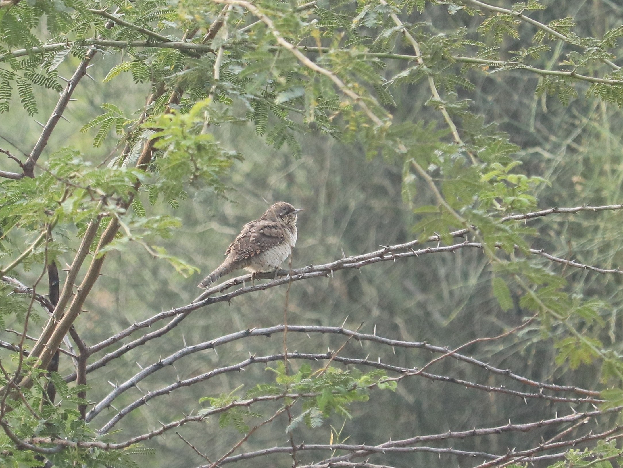 Eurasian Wryneck