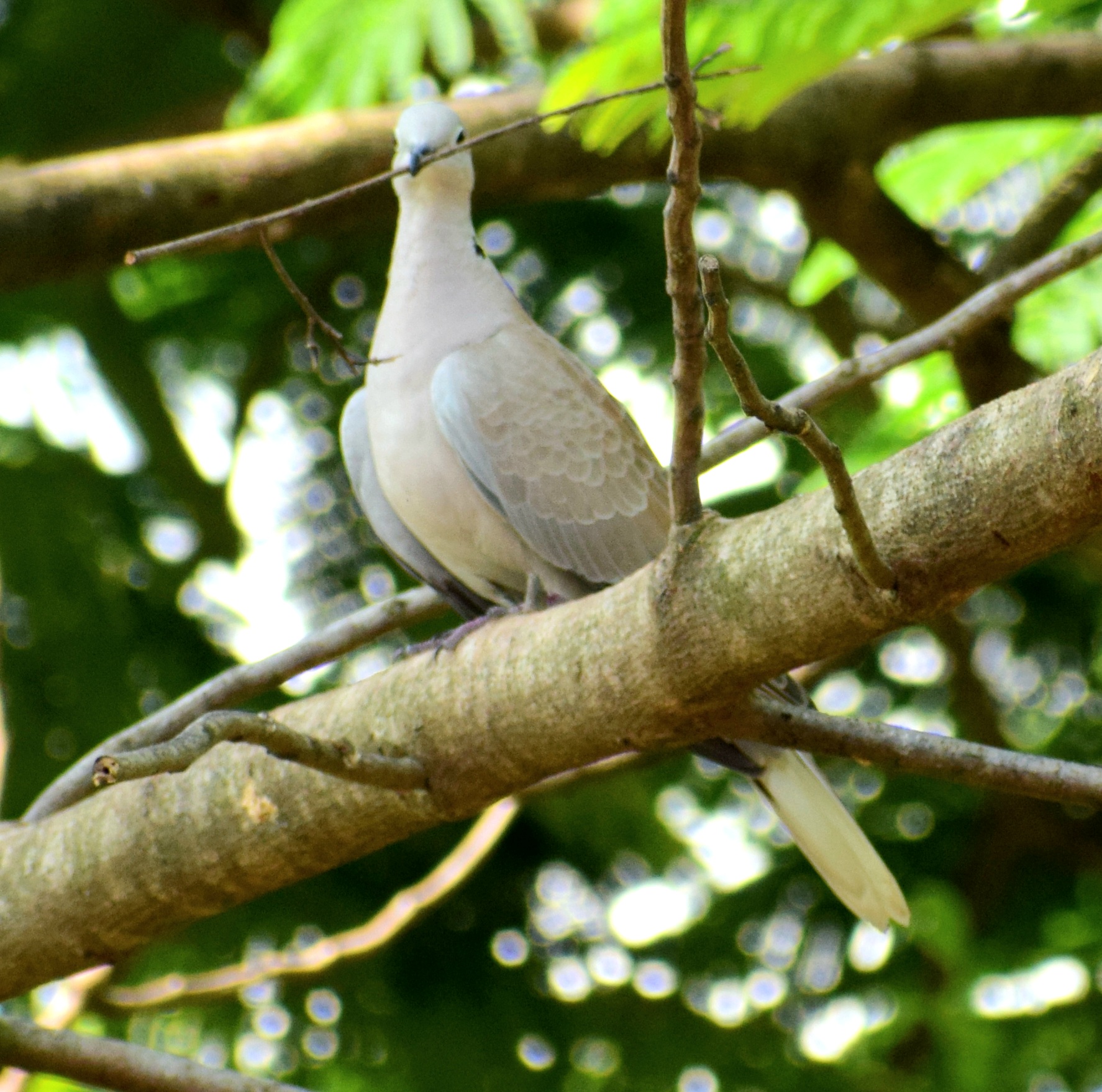 Eurasian Collared Dove