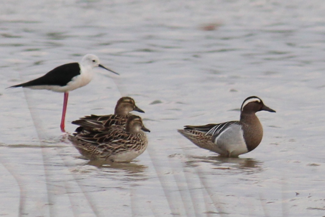 Garganey