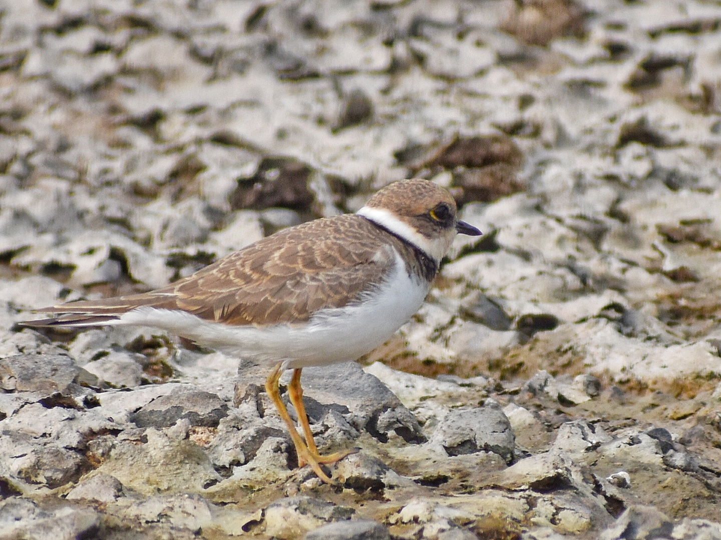 Little Ringed Plover