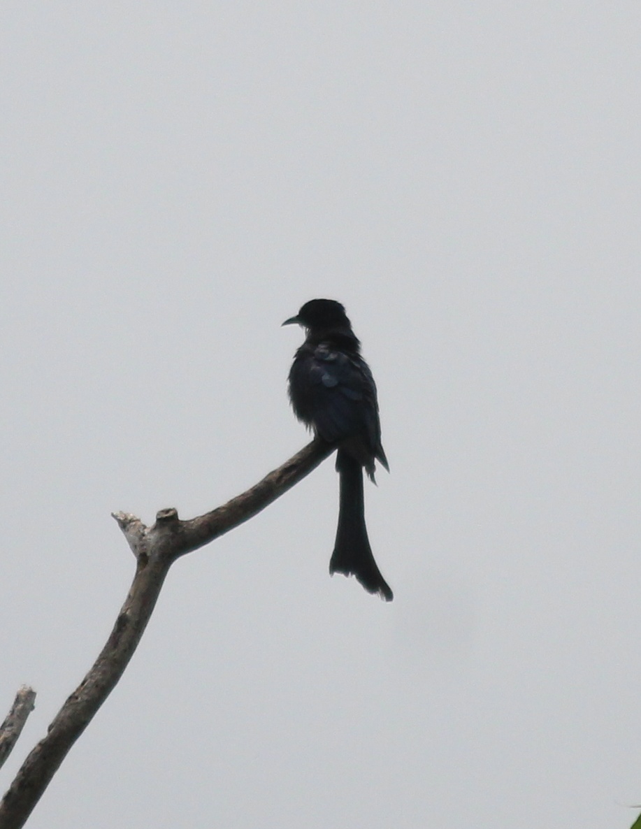 Asian Drongo Cuckoo 