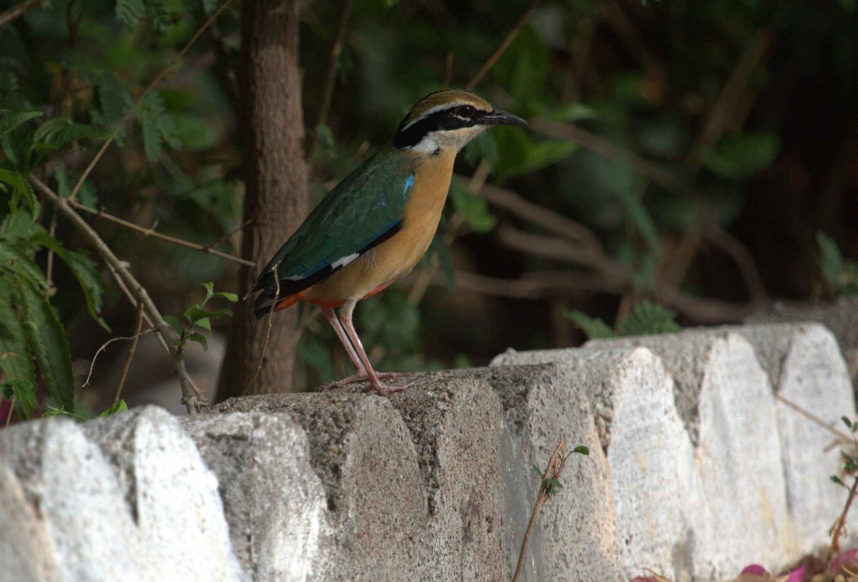 Indian Pitta