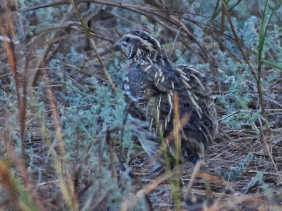 Common Quail