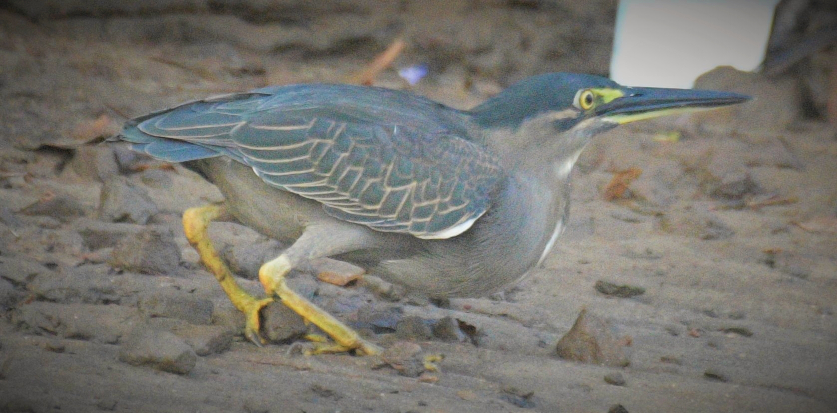 Striated Heron