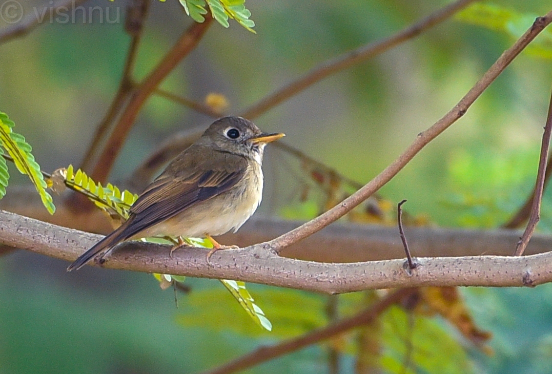 Brown-breasted Flycatcher