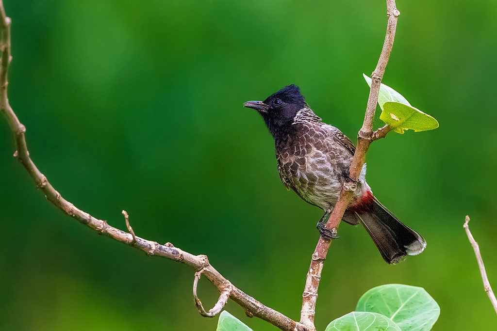 Red-vented Bulbul